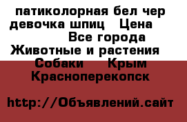 патиколорная бел/чер девочка шпиц › Цена ­ 15 000 - Все города Животные и растения » Собаки   . Крым,Красноперекопск